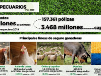 Infografía seguros